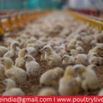 POULTRY FARMING IN INDIA [HOW TO START IN 2022-23]